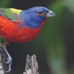 A male Painted Bunting by Steve Byland, Shutterstock