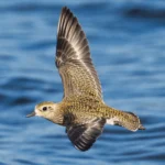 American Golden Plovers migrate on a circuitous route, unlike other birds that use a singly flyway.