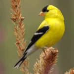 Common Backyard Birds of the United States