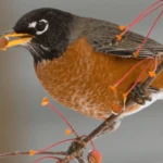 The American Robin is a common backyard bird across the United States.