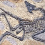 Archaeopteryx lithographica By Mark Brandon, Shutterstock