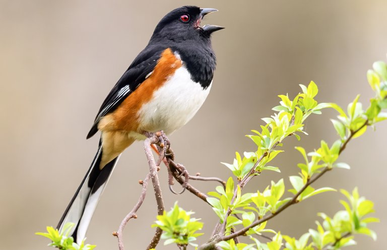 Eastern Towhee by Brad Imhoff, Macaulay Library at the Cornell Lab of Ornithology