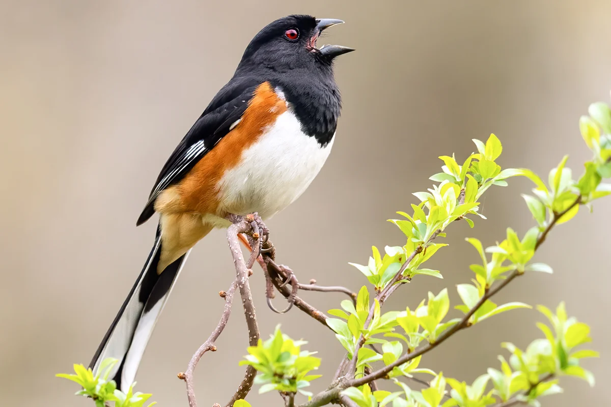 Eastern Towhee singing. Photo by Brad Imhoff, Macaulay Library at the Cornell Lab of Ornithology.