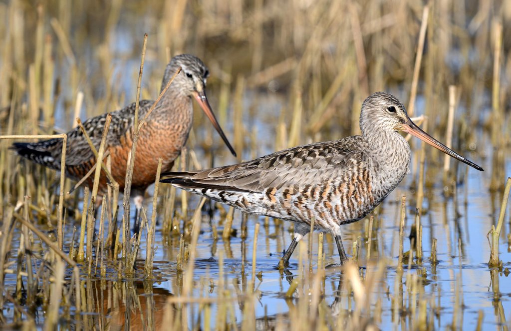 Hudsonian Godwit pair, male in back, female in foreground by Mike Cameron, Macaulay Library at the Cornell Lab of Ornithology