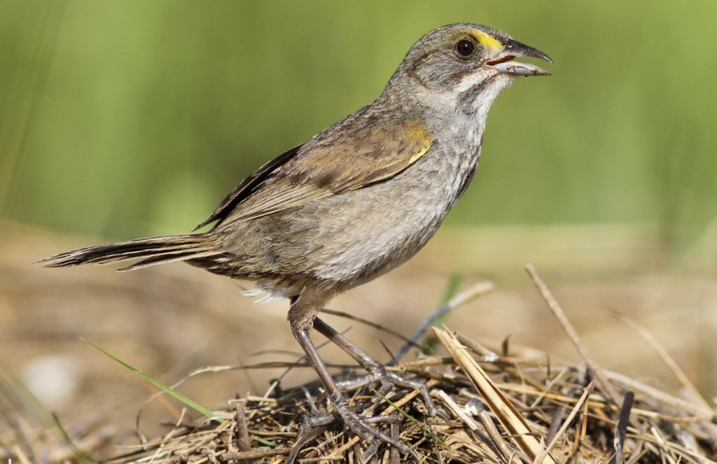 Seaside Sparrow by Evan Lipton, Macaulay Library at the Cornell Lab of Ornithology