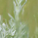 Baird's Sparrow is one of several prairie birds impacted by ABC's conservation work. Photo by John Carlson