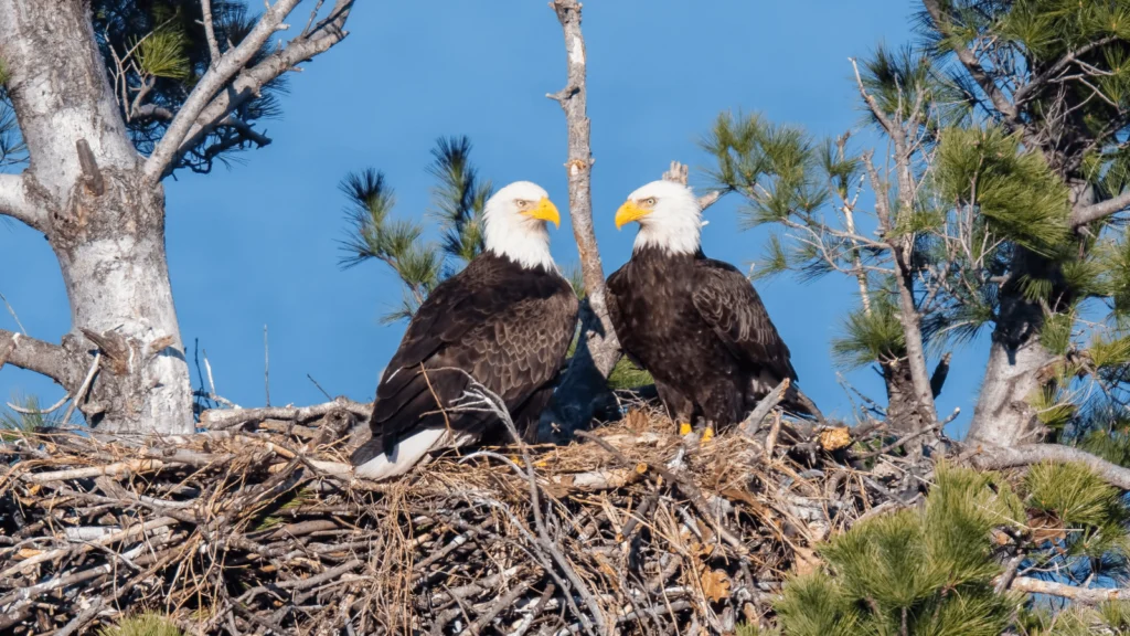 Final Incidental Take Rule Offers Eagle Populations Stability