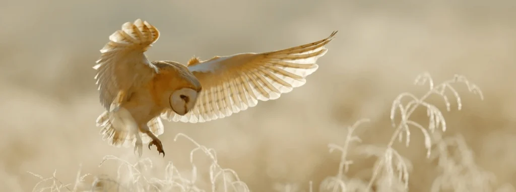 Barn Owl by Ondrej Prosicky/Shutterstock