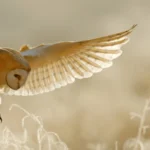 Barn Owl by Ondrej Prosicky/Shutterstock
