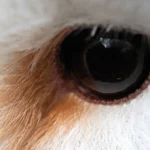 Barn Owl eye