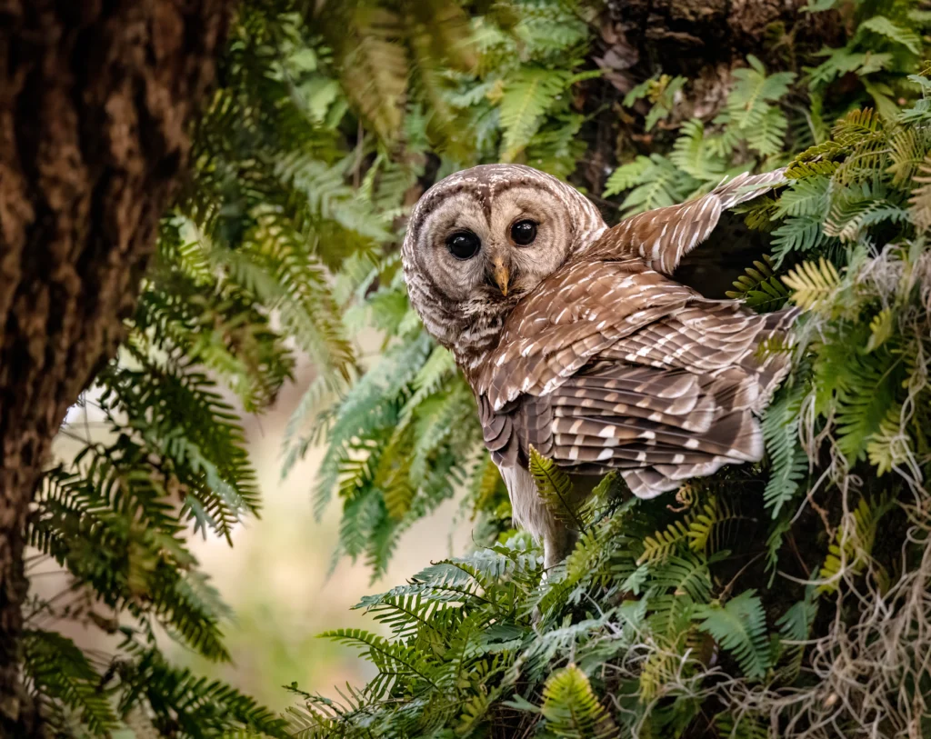 A Barred Owl peeks out from among dense fern-like leaves. The owl has brown and light gray feathers on its body and wings. It has big black eyes set in lighter gray feathers.