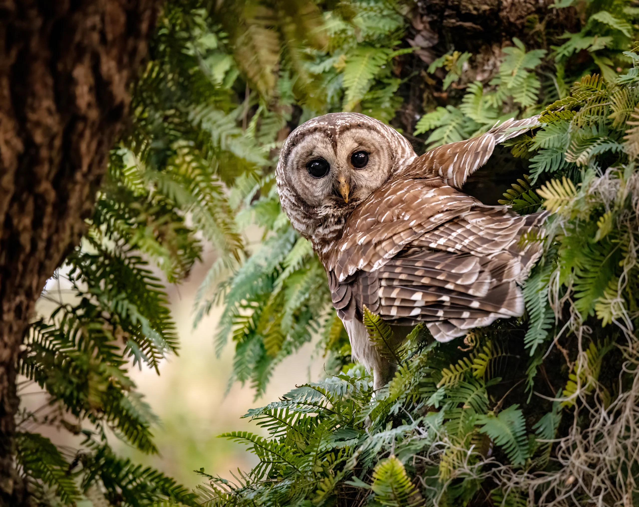 A Barred Owl peeks out from among dense fern-like leaves. The owl has brown and light gray feathers on its body and wings. It has big black eyes set in lighter gray feathers.