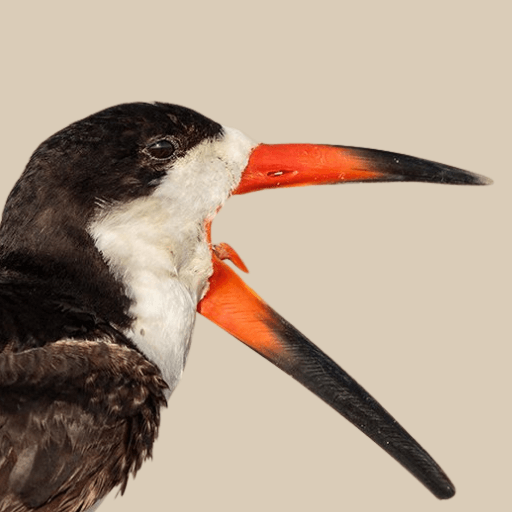 Black Skimmer. Photo by Matt Filosa/Shutterstock.