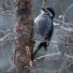 Black-backed Woodpecker