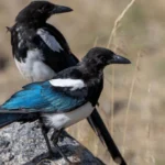 The Black-billed Magpie is a common backyard bird in the western United States.