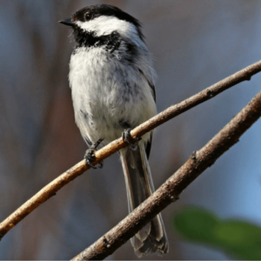 Beloved Backyard Bandits: An Introduction to Chickadees - American Bird ...