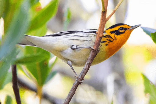 Blackburnian Warbler. Photo by Guillermo Ossa, Shutterstock.