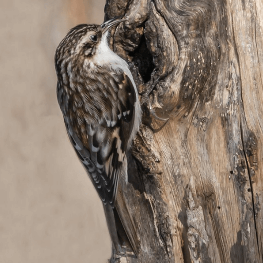Brown Creeper. Photo by FotoRequest/Shutterstock.