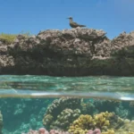 Fertile Grounds: How Seabird "Waste" Benefits Land and Sea