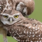 Burrowing Owls by Bob Branham/Shutterstock