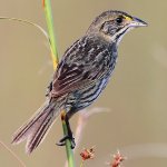 Cape Sable subspecies of Seaside Sparrow by Andrew Spencer, Macaulay Library at the Cornell Lab of Ornithology