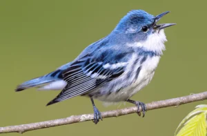 Cerulean-Warbler-singing-by-Jacob-Spendelow