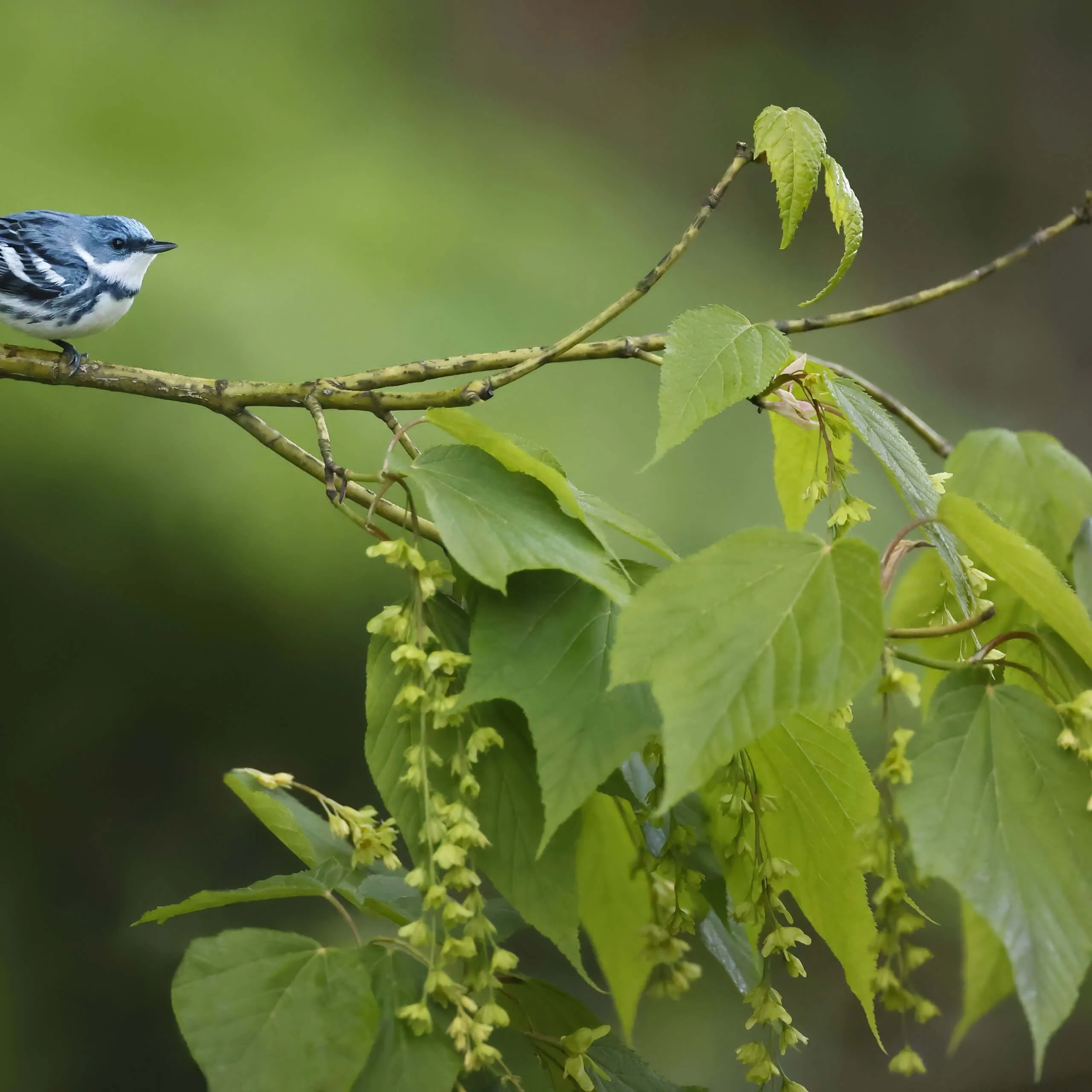 American Bird Conservancy Celebrates 30 Years of Results for Birds Across the Americas