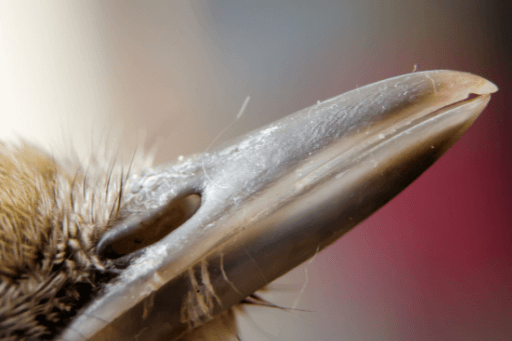 Close-up of a bird nare. Photo by njaj/Shutterstock.