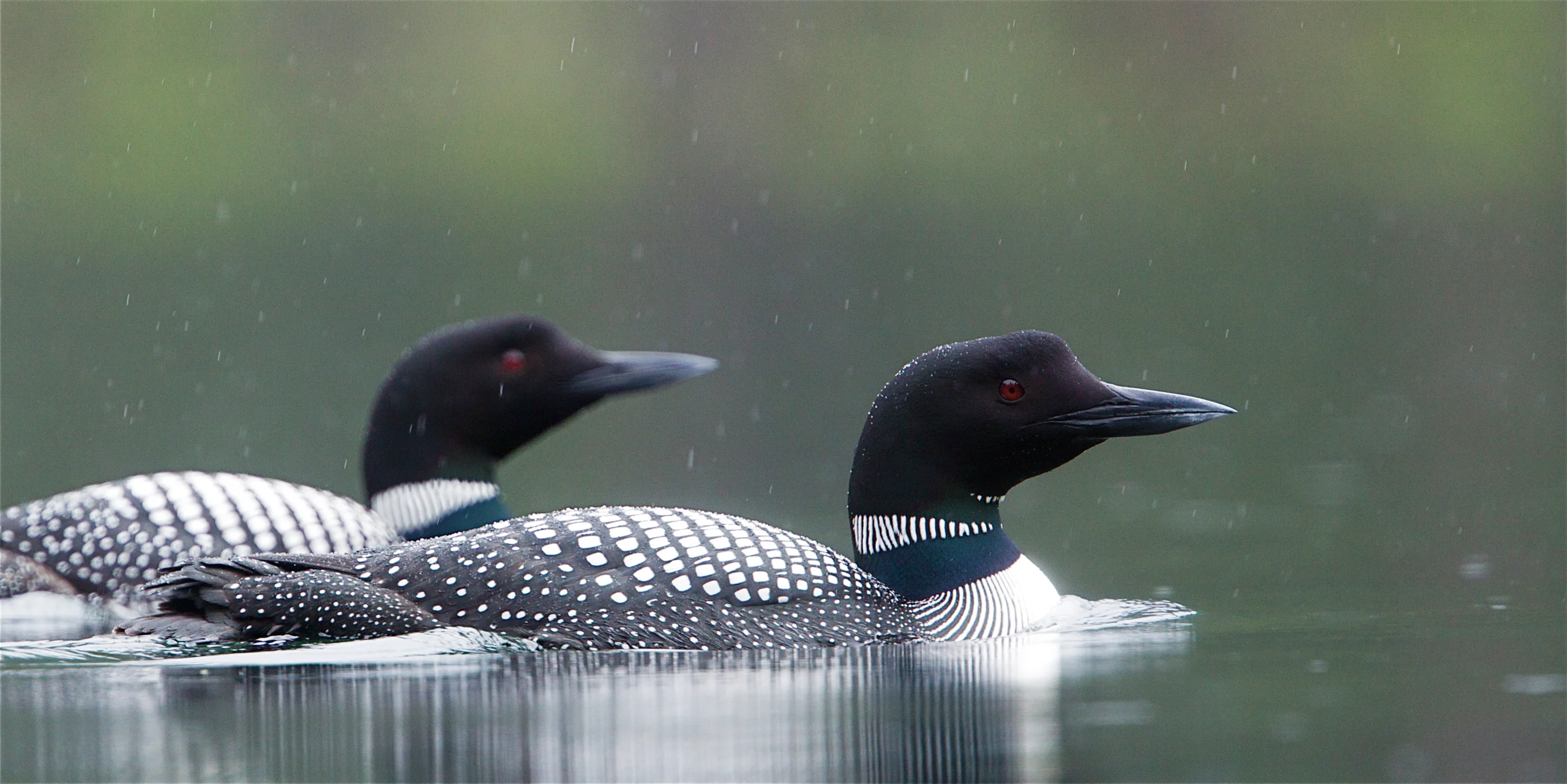 Two Common Loons swim. The birds have jet black heads and bold stripes and spots on their necks and bodies. They have very pointed beaks and reddish eyes.
