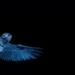 Common Potoo by Jiri Hrebicek, Shutterstock