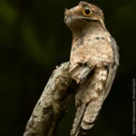 Common Potoo