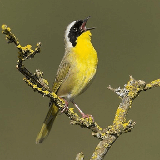 Common Yellowthroat. Photo by Glenn Bartley.