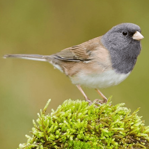 Dark-eyed Junco. Photo by Glenn Bartley.