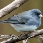 Birds of New Mexico: 21 Must-See Species