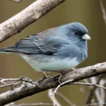The Dark-eyed Junco is one of the many birds found in New Mexico