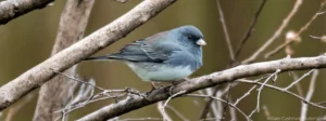 The Dark-eyed Junco is one of the many birds found in New Mexico