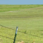Dickcissel and other prairie bird depend on the region for their survival. Photo by Cindy Tsutsumi