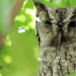Eastern Screech Owl by Jesus Franco