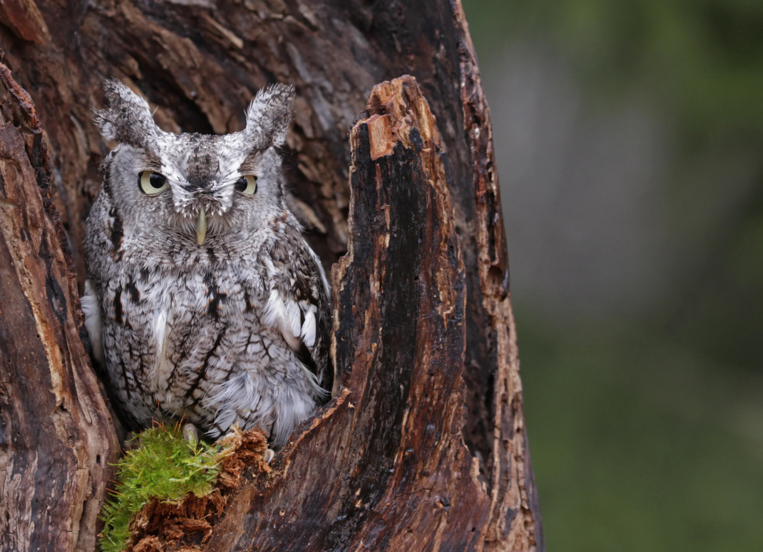An Eastern Screech-Owl sits in a hole in a tree. The bird is mottled gray and brown with large tufts over its ears.