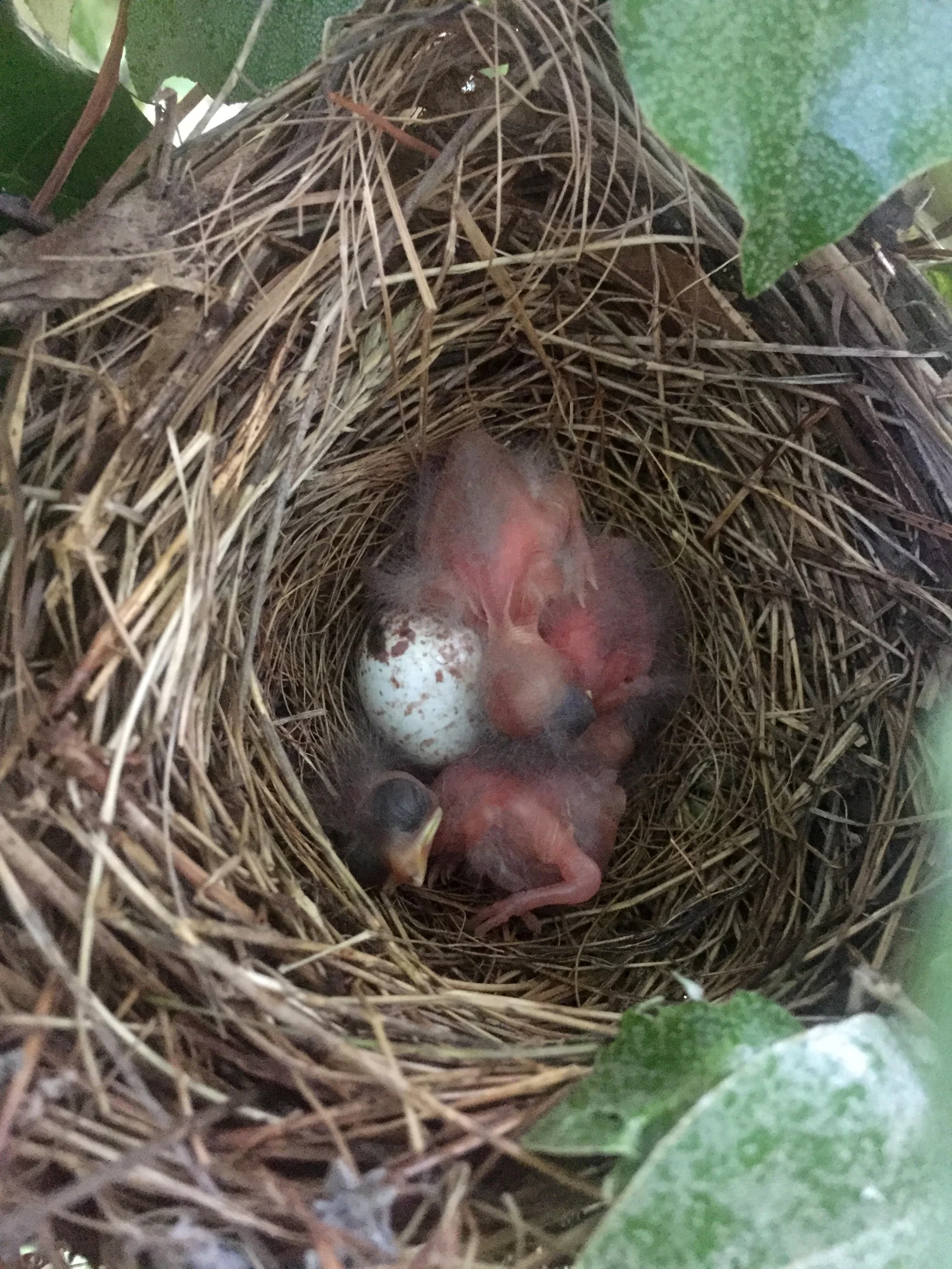 Eastern Towhee nest with eggs & hatchling. Photo by NCBioTeacher, CC0 1.0.