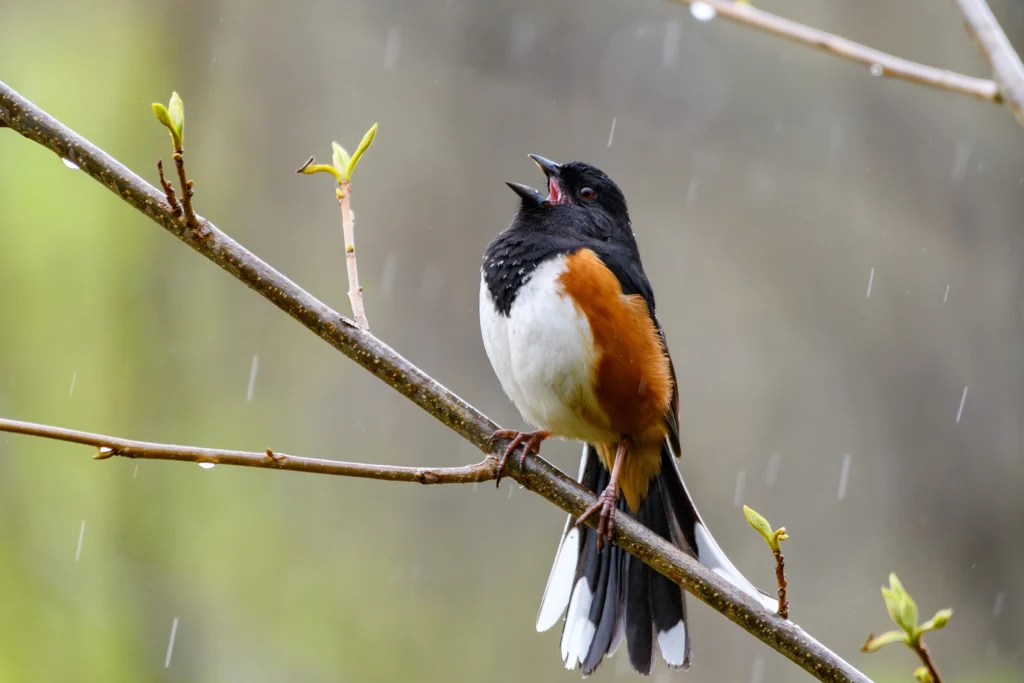 Eastern Towhee male singing. Photo by Christopher T Photography, Shutterstock.