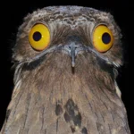 Northern Bobwhite pair. Photo by Dennis W. Donohue/Shutterstock