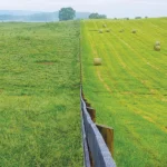 In Virginia's Piedmont Grasslands: a Firmer Foothold for Declining Birds