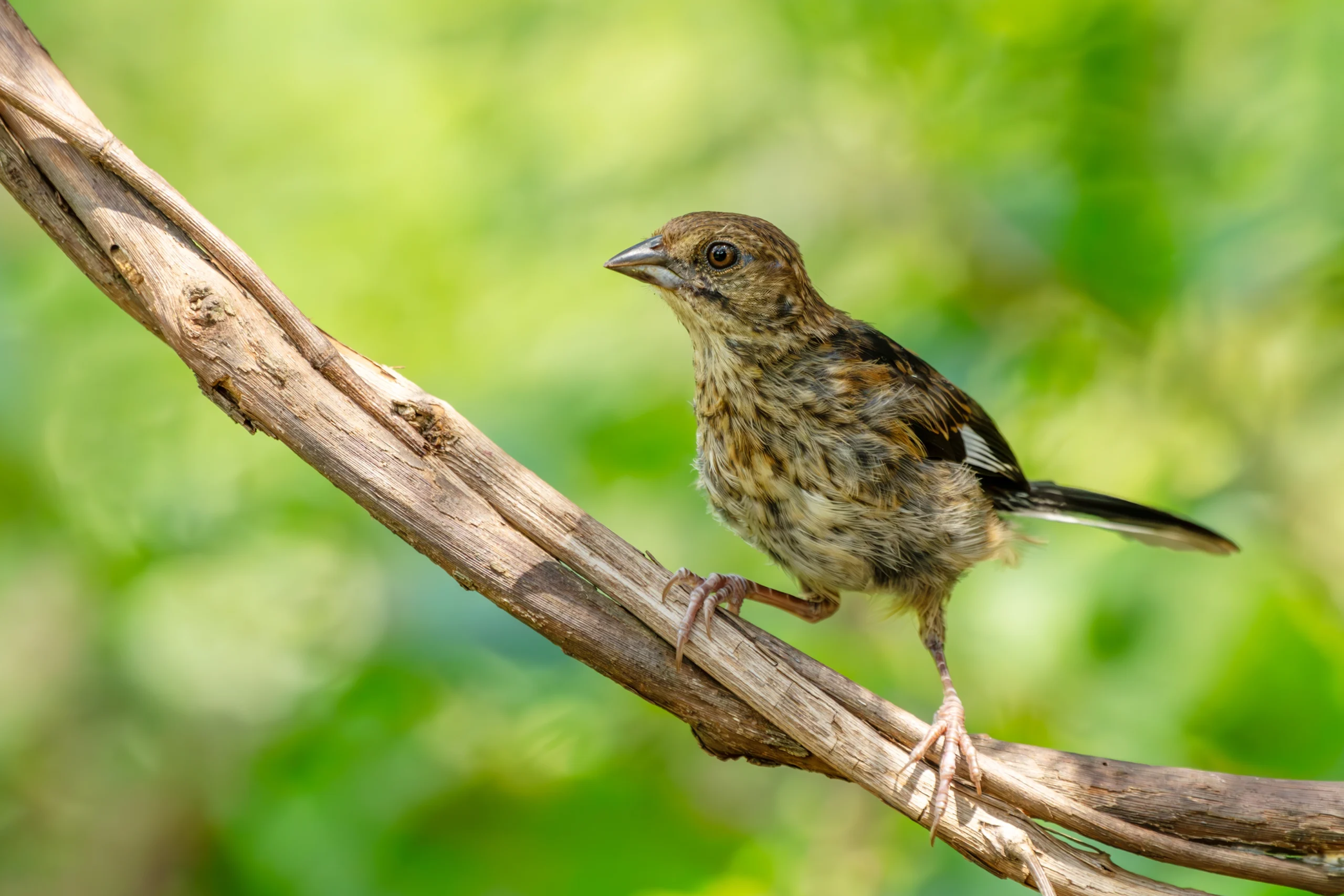 Eastern Towhee fledgling. Photo by Gordon Magee, Shutterstock.