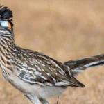 The Greater Roadrunner is one of the many birds of New Mexico