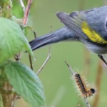 Golden-winged Warbler. Photo by Gene Koziara