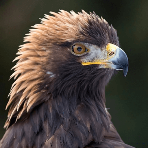 Golden Eagle. Photo by Milan Noga/Shutterstock.