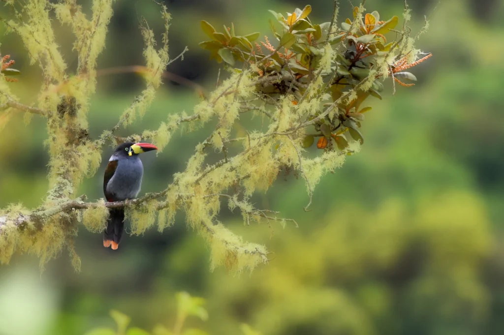 Gray-breasted mountain toucan Photo credit: Piyapong Chotipuntu