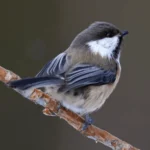 Gray-headed Chickadee