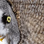 Eye of Great Grey Owl